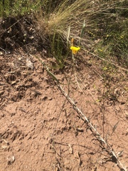Calochortus clavatus