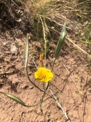 Calochortus clavatus
