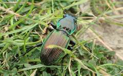 Megadromus antarcticus