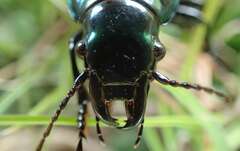 Megadromus antarcticus