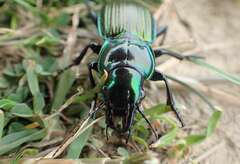 Megadromus antarcticus