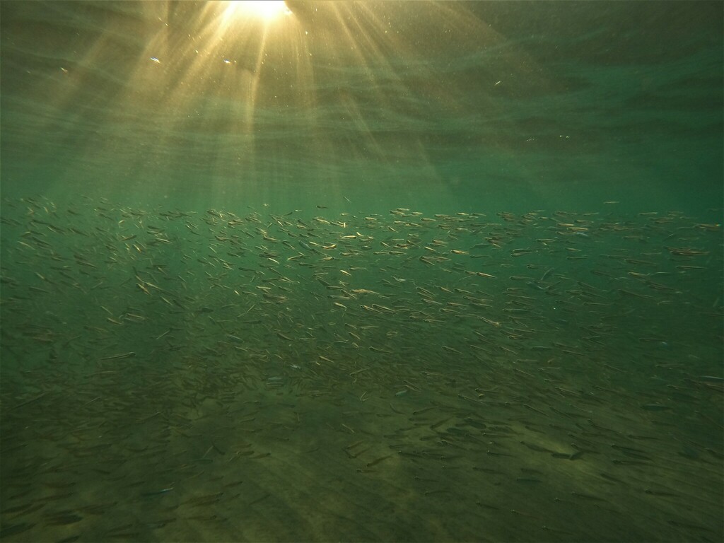 Langsnuit-ansjovis (Anchoa nasus) — Engraulidae