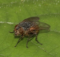 Calliphora stygia