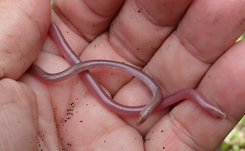 Photo of a Bahaman Slender Blindsnake (Cubatyphlops biminiensis)