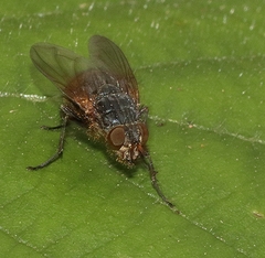 Calliphora stygia