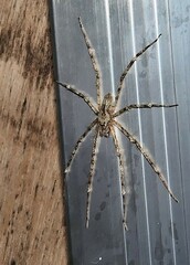 Pandercetes gracilis