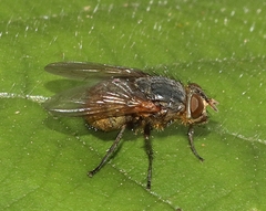 Calliphora stygia