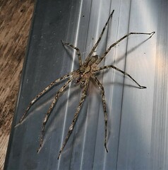Pandercetes gracilis