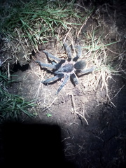 Aphonopelma seemanni