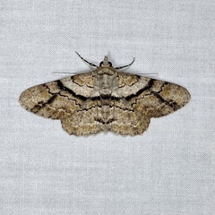 Cleora repetita