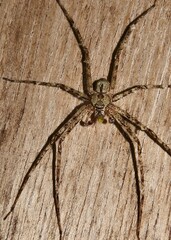 Pandercetes gracilis