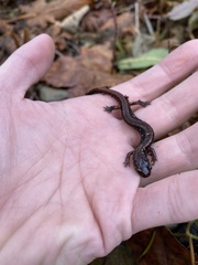 Plethodon