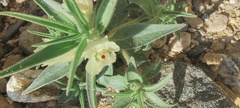 Mohavea confertiflora