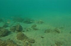 Eucinostomus currani