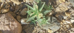Mohavea confertiflora