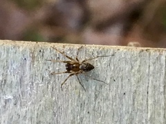 Lepthyphantes leprosus