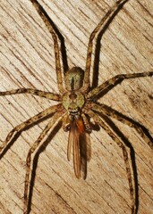Pandercetes gracilis