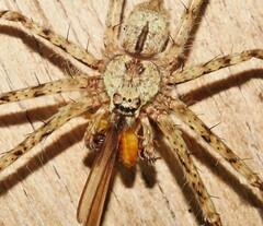 Pandercetes gracilis