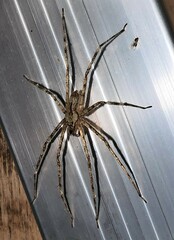 Pandercetes gracilis