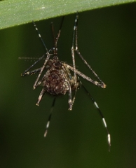 Aedes alboannulatus