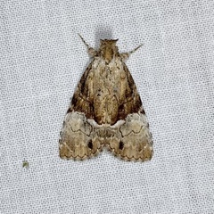 Alophosoma emmelopis