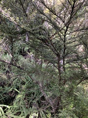 Coprosma microcarpa