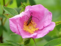 Typocerus acuticauda