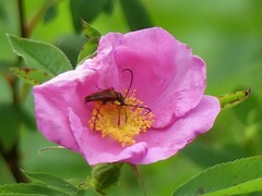 Typocerus acuticauda