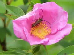 Typocerus acuticauda