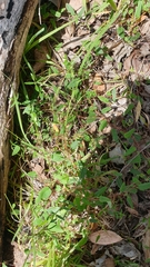 Marianthus bignoniaceus