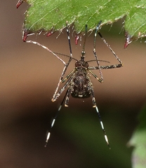Aedes alboannulatus
