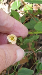 Marianthus bignoniaceus