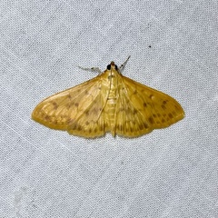Patania balteata