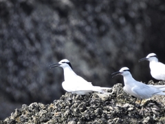 Sterna sumatrana