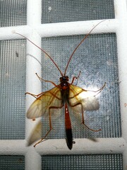 Opheltes glaucopterus barberi