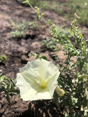 Calystegia peirsonii