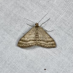 Scopula lydia