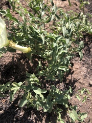 Calystegia peirsonii