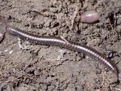 Cylindroiulus punctatus