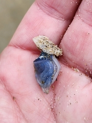 Dosima fascicularis