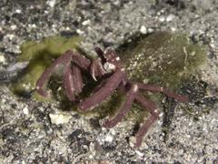 Oncinopus