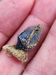Dosima fascicularis