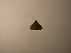 Phlyctaina irrigualis