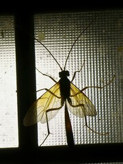 Opheltes glaucopterus barberi