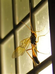 Opheltes glaucopterus barberi