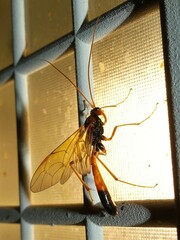 Opheltes glaucopterus barberi