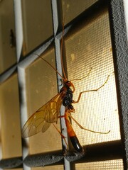 Opheltes glaucopterus barberi