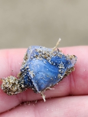 Dosima fascicularis