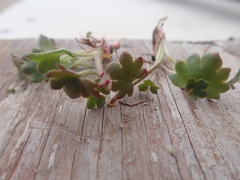 Saxifraga cernua