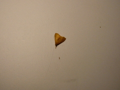 Pyrausta insignitalis